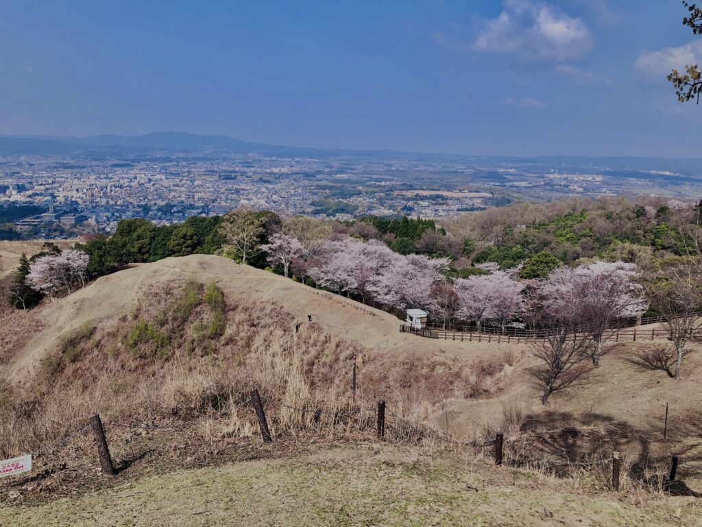 若草山,桜,花,春,花弁,奈良,奈良公園,春日山原始林,