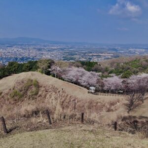 若草山,桜,花,春,花弁,奈良,奈良公園,春日山原始林,