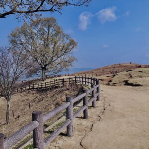 若草山,桜,花,春,花弁,奈良,奈良公園,春日山原始林,