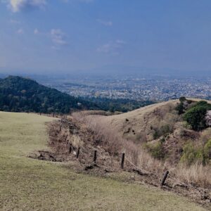 若草山,桜,花,春,花弁,奈良,奈良公園,春日山原始林,