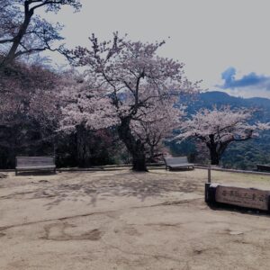 若草山,桜,花,春,花弁,奈良,奈良公園,春日山原始林,