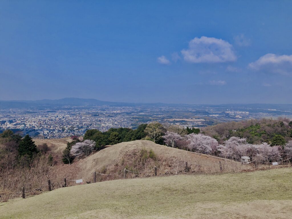 若草山,桜,花,春,花弁,奈良,奈良公園,春日山原始林,