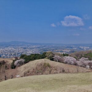 若草山,桜,花,春,花弁,奈良,奈良公園,春日山原始林,