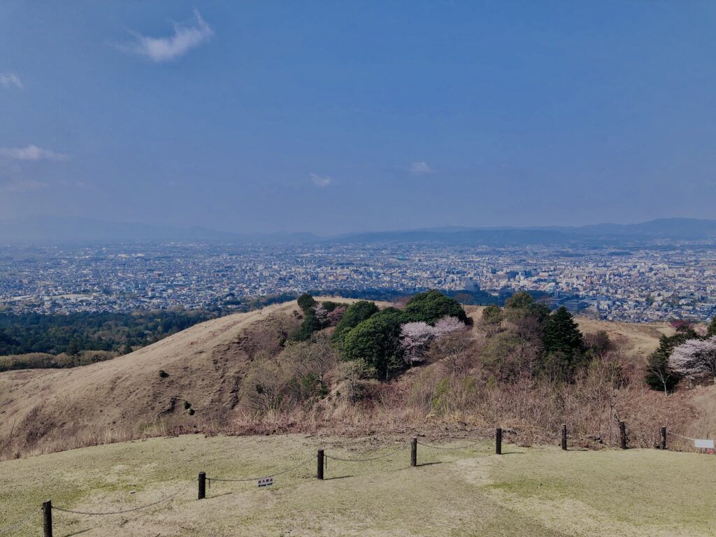 若草山,桜,花,春,花弁,奈良,奈良公園,春日山原始林,