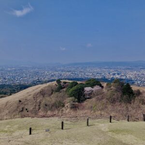 若草山,桜,花,春,花弁,奈良,奈良公園,春日山原始林,