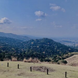若草山,桜,花,春,花弁,奈良,奈良公園,春日山原始林,
