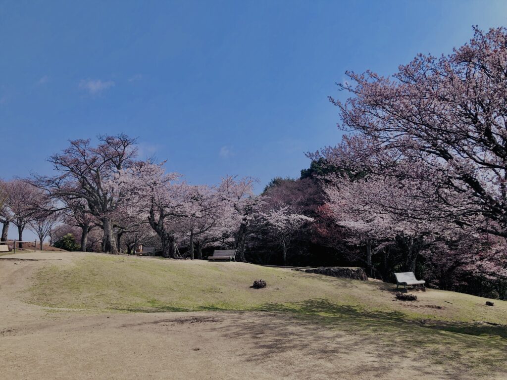若草山,桜,花,春,花弁,奈良,奈良公園,春日山原始林,