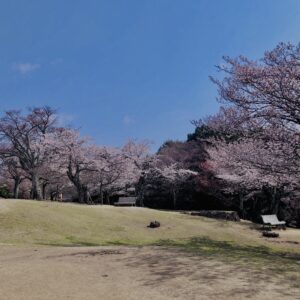 若草山,桜,花,春,花弁,奈良,奈良公園,春日山原始林,