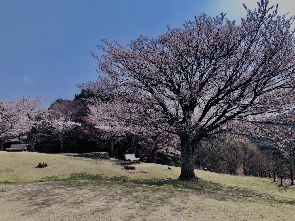 若草山,桜,花,春,花弁,奈良,奈良公園,春日山原始林,