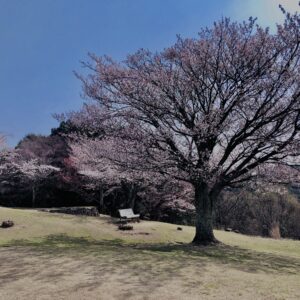 若草山,桜,花,春,花弁,奈良,奈良公園,春日山原始林,