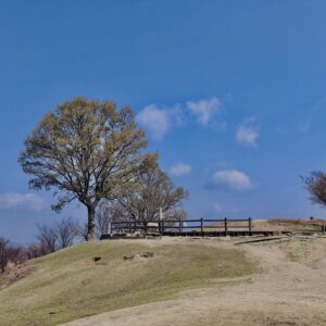 若草山,桜,花,春,花弁,奈良,奈良公園,春日山原始林,