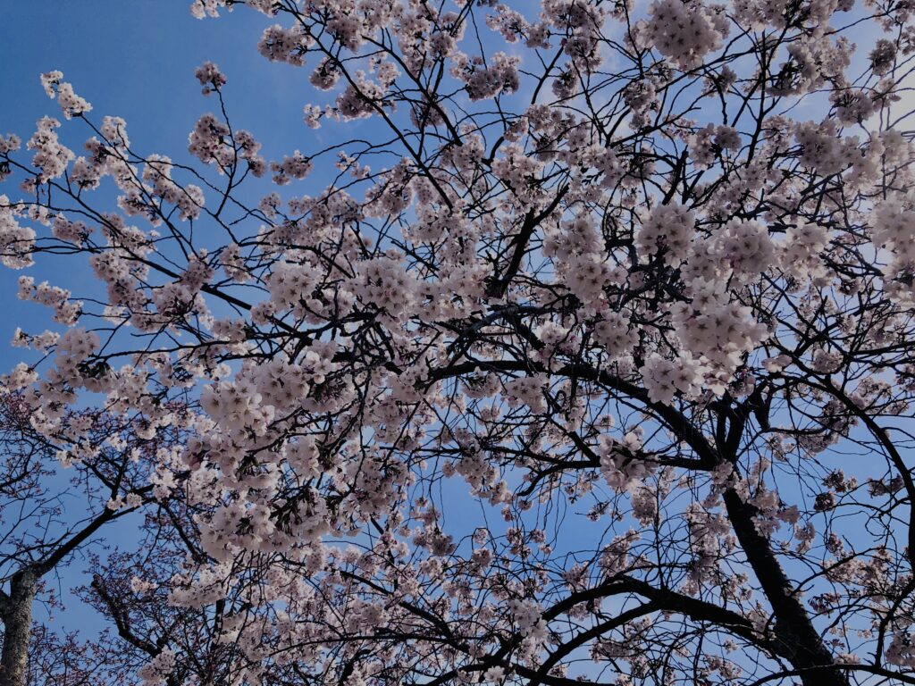 若草山,桜,花,春,花弁,奈良,奈良公園,春日山原始林,