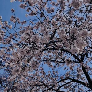 若草山,桜,花,春,花弁,奈良,奈良公園,春日山原始林,