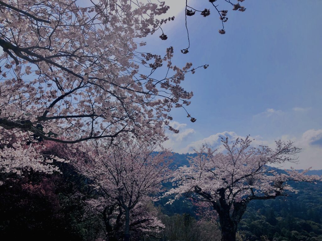 若草山,桜,花,春,花弁,奈良,奈良公園,春日山原始林,