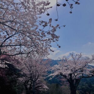 若草山,桜,花,春,花弁,奈良,奈良公園,春日山原始林,