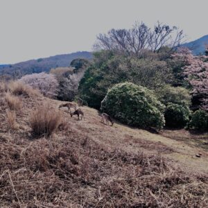 若草山,桜,花,春,花弁,奈良,奈良公園,春日山原始林,