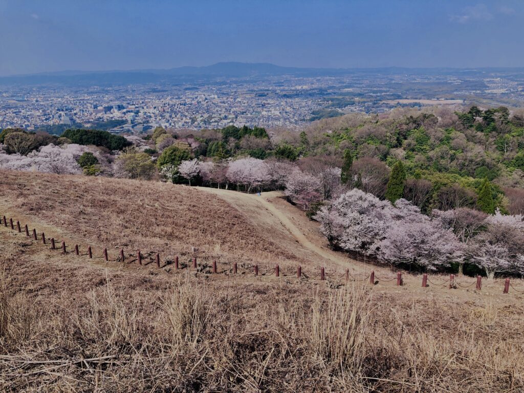 若草山,桜,花,春,花弁,奈良,奈良公園,春日山原始林,