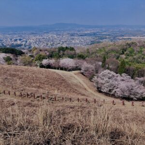 若草山,桜,花,春,花弁,奈良,奈良公園,春日山原始林,
