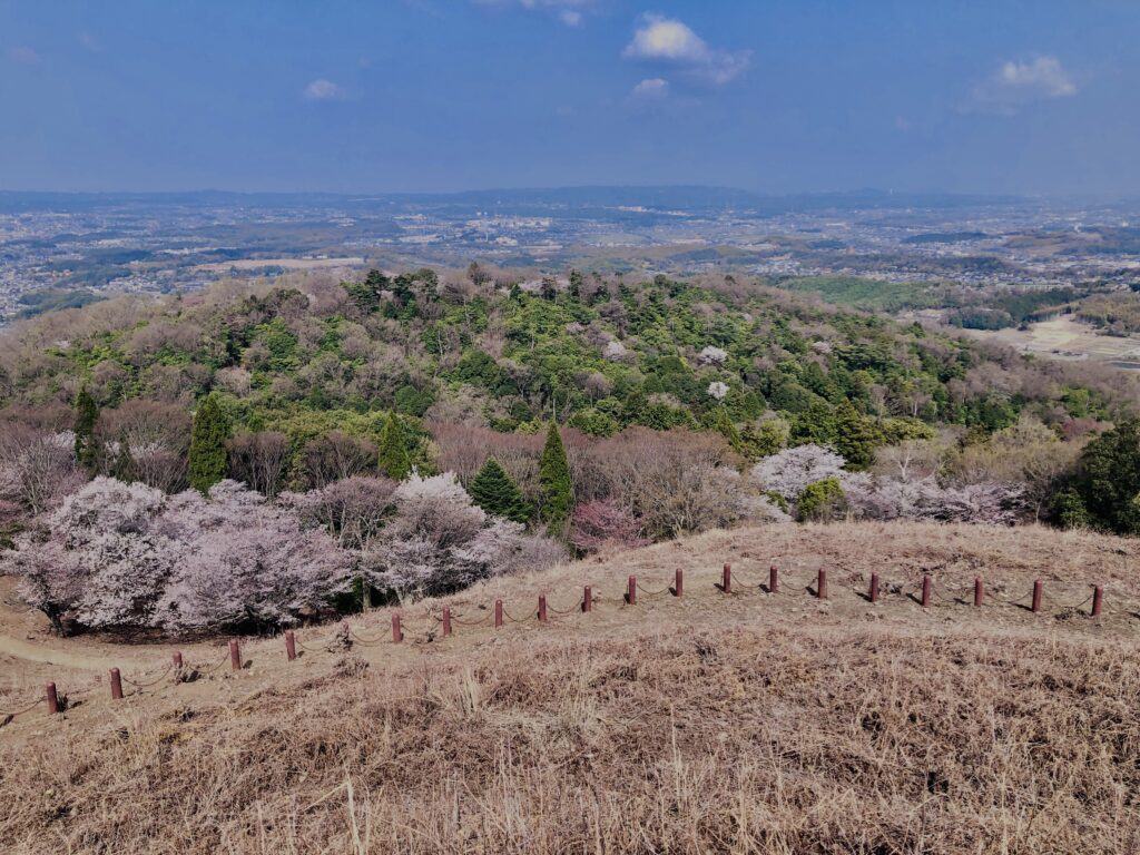 若草山,桜,花,春,花弁,奈良,奈良公園,春日山原始林,