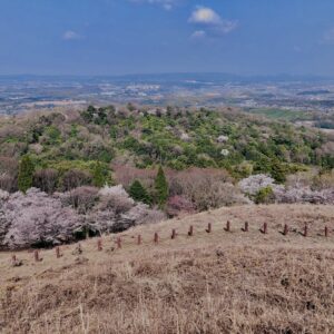 若草山,桜,花,春,花弁,奈良,奈良公園,春日山原始林,