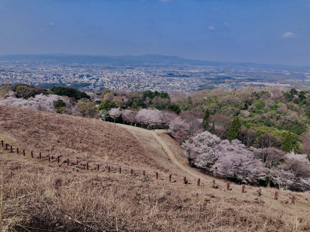 若草山,桜,花,春,花弁,奈良,奈良公園,春日山原始林,