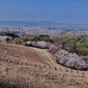 若草山,桜,花,春,花弁,奈良,奈良公園,春日山原始林,