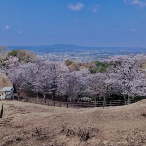 若草山,桜,花,春,花弁,奈良,奈良公園,春日山原始林,