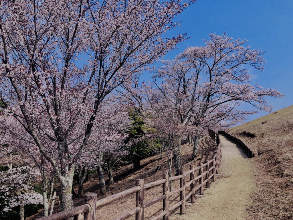 若草山,桜,花,春,花弁,奈良,奈良公園,春日山原始林,