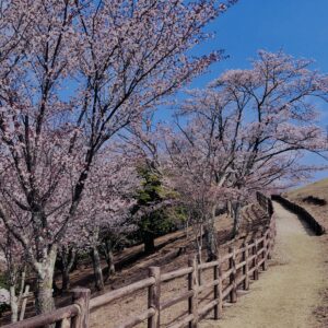 若草山,桜,花,春,花弁,奈良,奈良公園,春日山原始林,