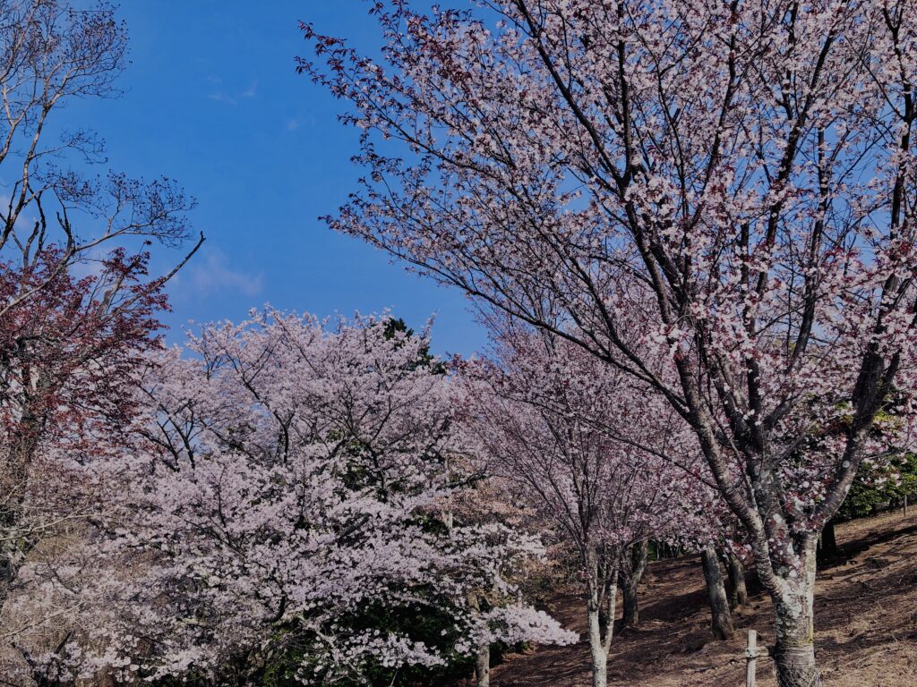 若草山,桜,花,春,花弁,奈良,奈良公園,春日山原始林,