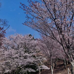 若草山,桜,花,春,花弁,奈良,奈良公園,春日山原始林,
