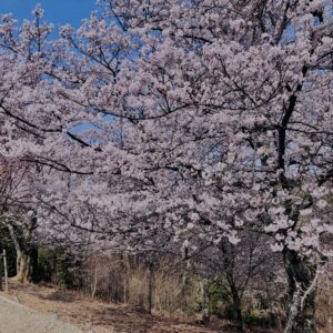 若草山,桜,花,春,花弁,奈良,奈良公園,春日山原始林,
