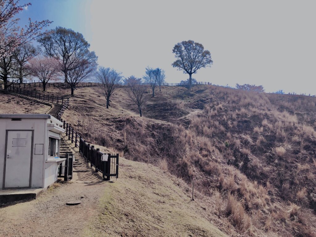 若草山,桜,花,春,花弁,奈良,奈良公園,春日山原始林,