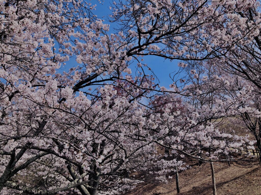 若草山,桜,花,春,花弁,奈良,奈良公園,春日山原始林,