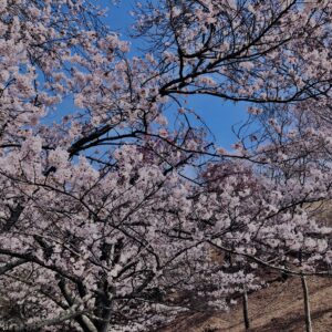 若草山,桜,花,春,花弁,奈良,奈良公園,春日山原始林,