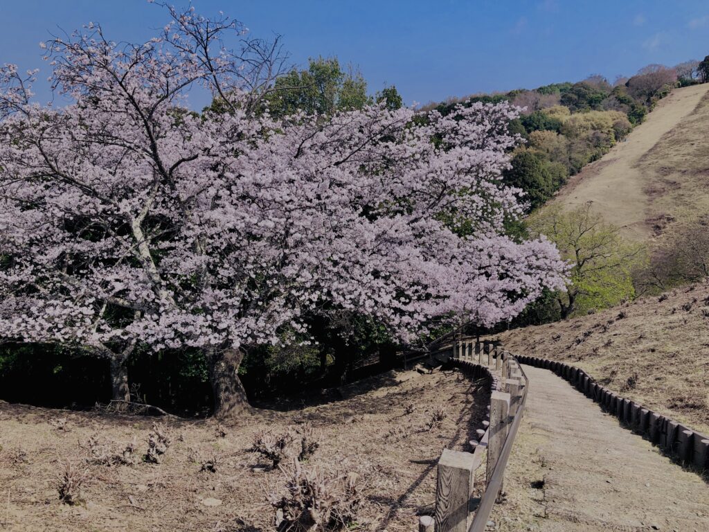 若草山,桜,花,春,花弁,奈良,奈良公園,春日山原始林,