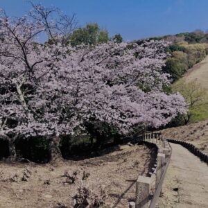 若草山,桜,花,春,花弁,奈良,奈良公園,春日山原始林,