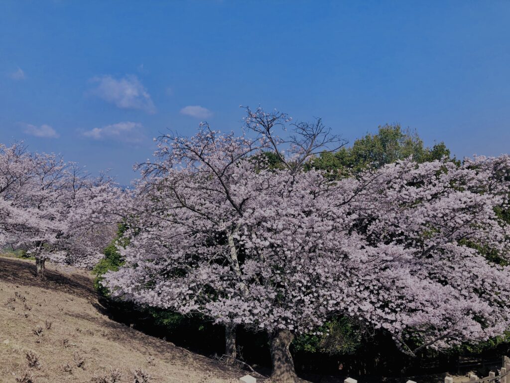 若草山,桜,花,春,花弁,奈良,奈良公園,春日山原始林,