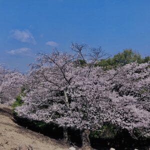 若草山,桜,花,春,花弁,奈良,奈良公園,春日山原始林,