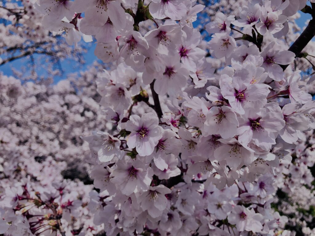 若草山,桜,花,春,花弁,奈良,奈良公園,春日山原始林,