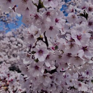 若草山,桜,花,春,花弁,奈良,奈良公園,春日山原始林,