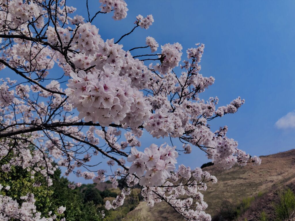 若草山,桜,花,春,花弁,奈良,奈良公園,春日山原始林,
