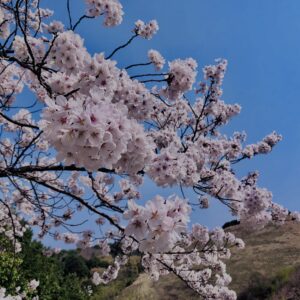 若草山,桜,花,春,花弁,奈良,奈良公園,春日山原始林,