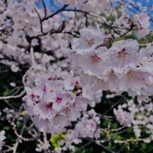 若草山,桜,花,春,花弁,奈良,奈良公園,春日山原始林,