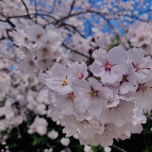 若草山,桜,花,春,花弁,奈良,奈良公園,春日山原始林,