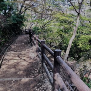 若草山,桜,花,春,花弁,奈良,奈良公園,春日山原始林,