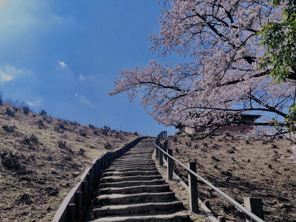 若草山,桜,花,春,花弁,奈良,奈良公園,春日山原始林,