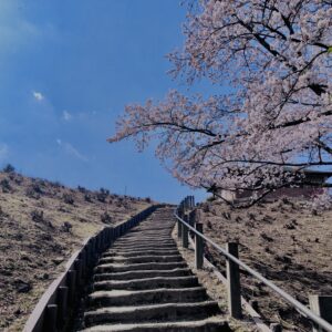 若草山,桜,花,春,花弁,奈良,奈良公園,春日山原始林,
