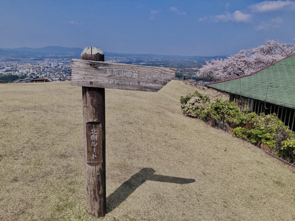 若草山,桜,花,春,花弁,奈良,奈良公園,春日山原始林,