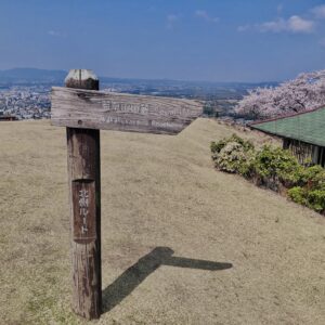 若草山,桜,花,春,花弁,奈良,奈良公園,春日山原始林,